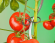 NAT6040440 Nature Tomatenplantringen - 25 stuks Plantring voor tomatenplanten.
De uiteinden zijn afgerond om schade aan te planten te voorkomen.

In gesloten toestand bestaande uit 2 ringen: dia 20mm en dia 30mm.
 Nature 6040440